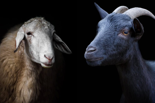 Lamb vs Goat